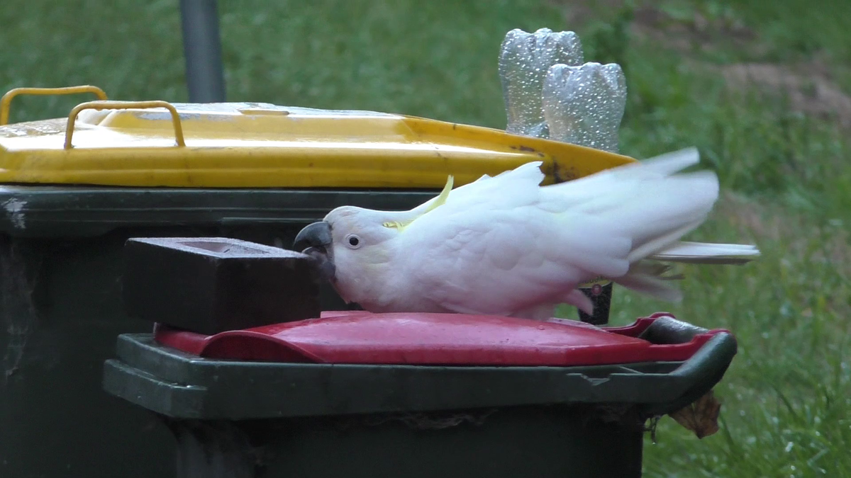 Humans and cockatoos are engaged in an "arms race" for litter