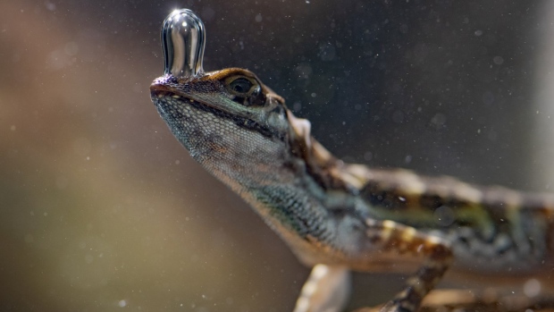 Anole lizard