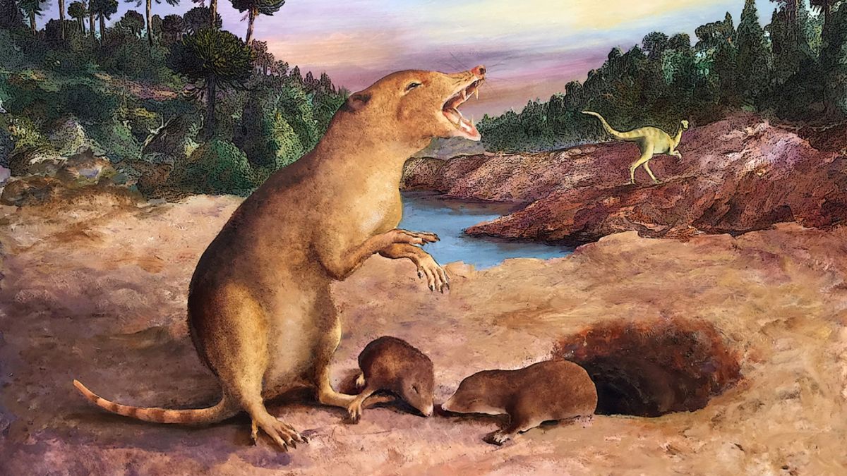 An illustration of Brasilodon quadrangularis, which a new study claims is the earliest known mammal.