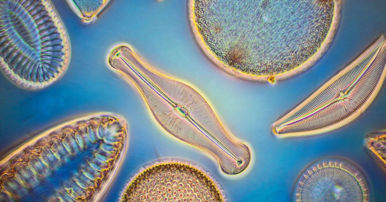 The Philadelphia Diatom Archive is a way, way, wayback machine