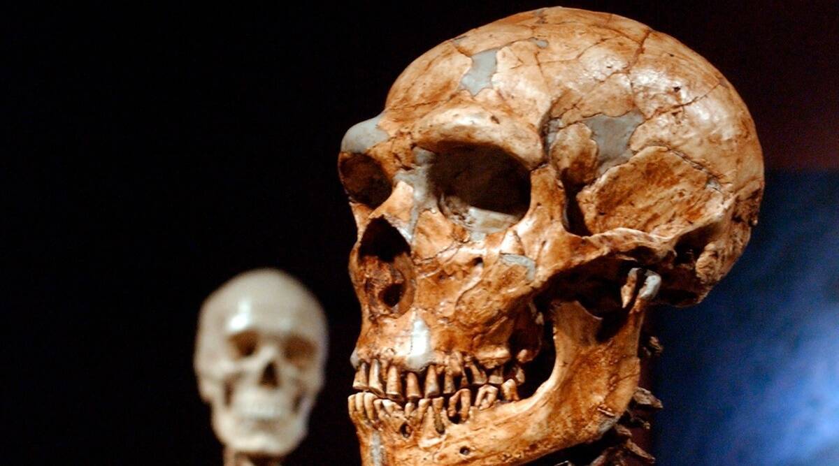 a reconstructed Neanderthal skeleton, right, and a modern human skeleton on display