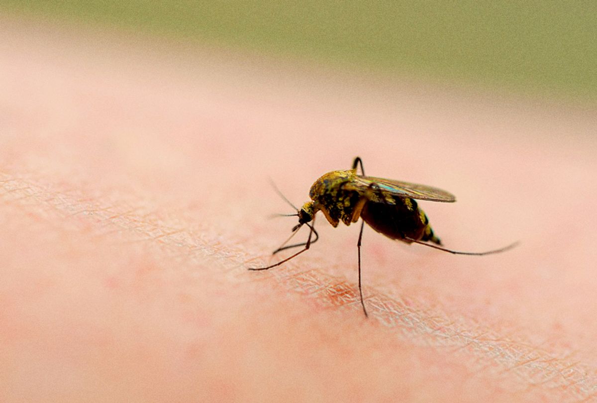 Why some people are mosquito magnets and some don't care