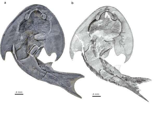 A kung fu rush led researchers to the world's oldest complete fish fossils - here's what they found