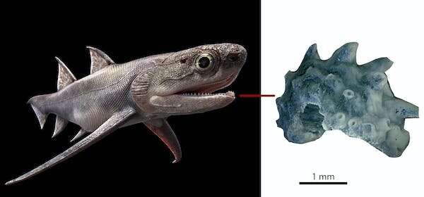 A kung fu rush led researchers to the world's oldest complete fish fossils - here's what they found