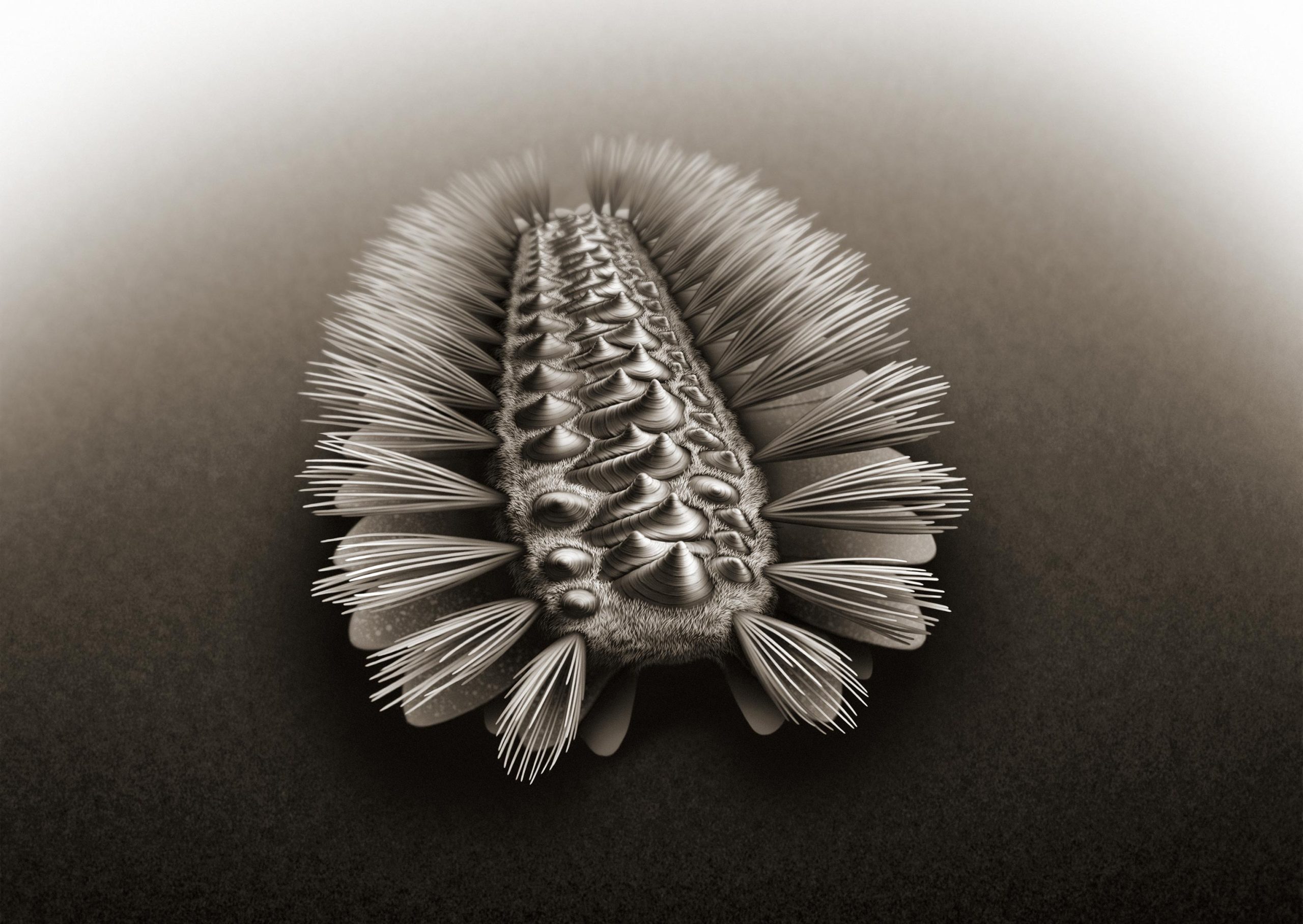 Descent from three major animal groups revealed by a 518-million-year-old armored worm