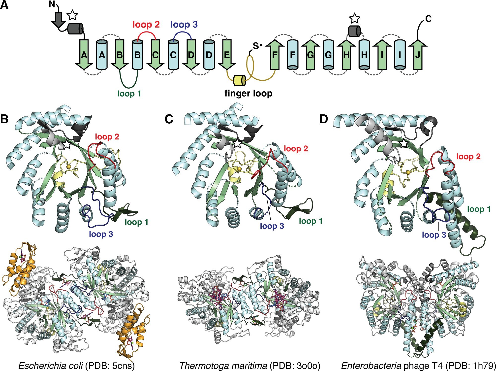 Protein family shows how life has adapted to oxygen