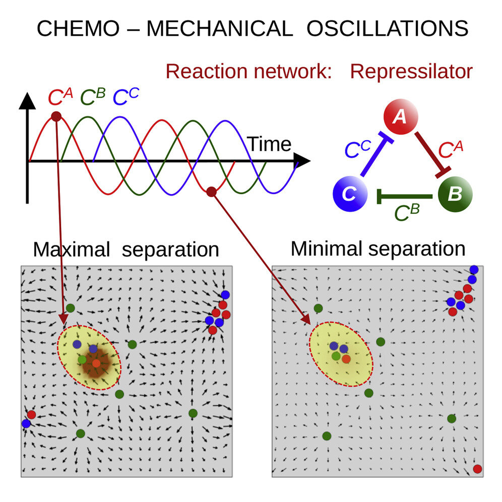 Using chemo-mechanical oscillations to mimic the behavior of protocells in fabricated microcapsules