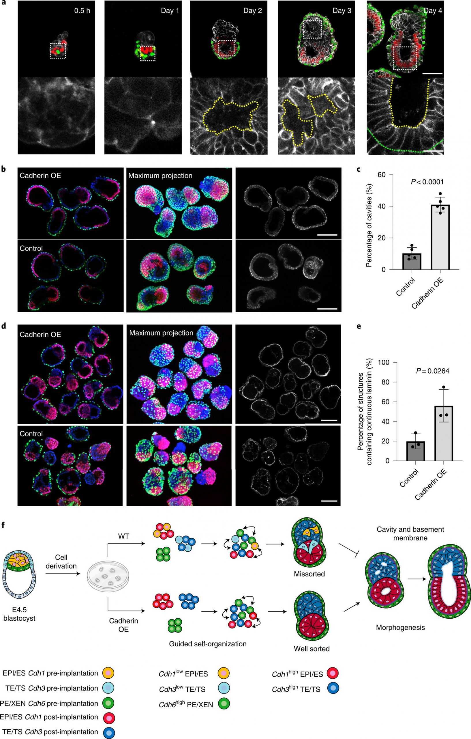 Creating a mouse embryo from stem cells to learn more about the mammalian development process