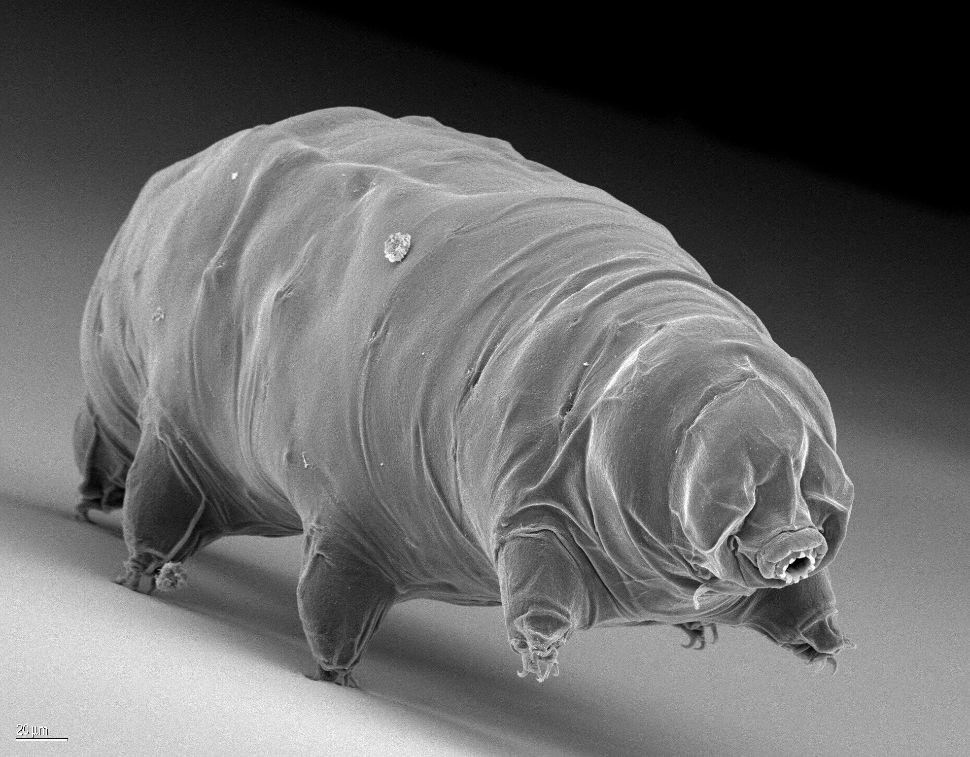 How tardigrades survive freezing temperatures