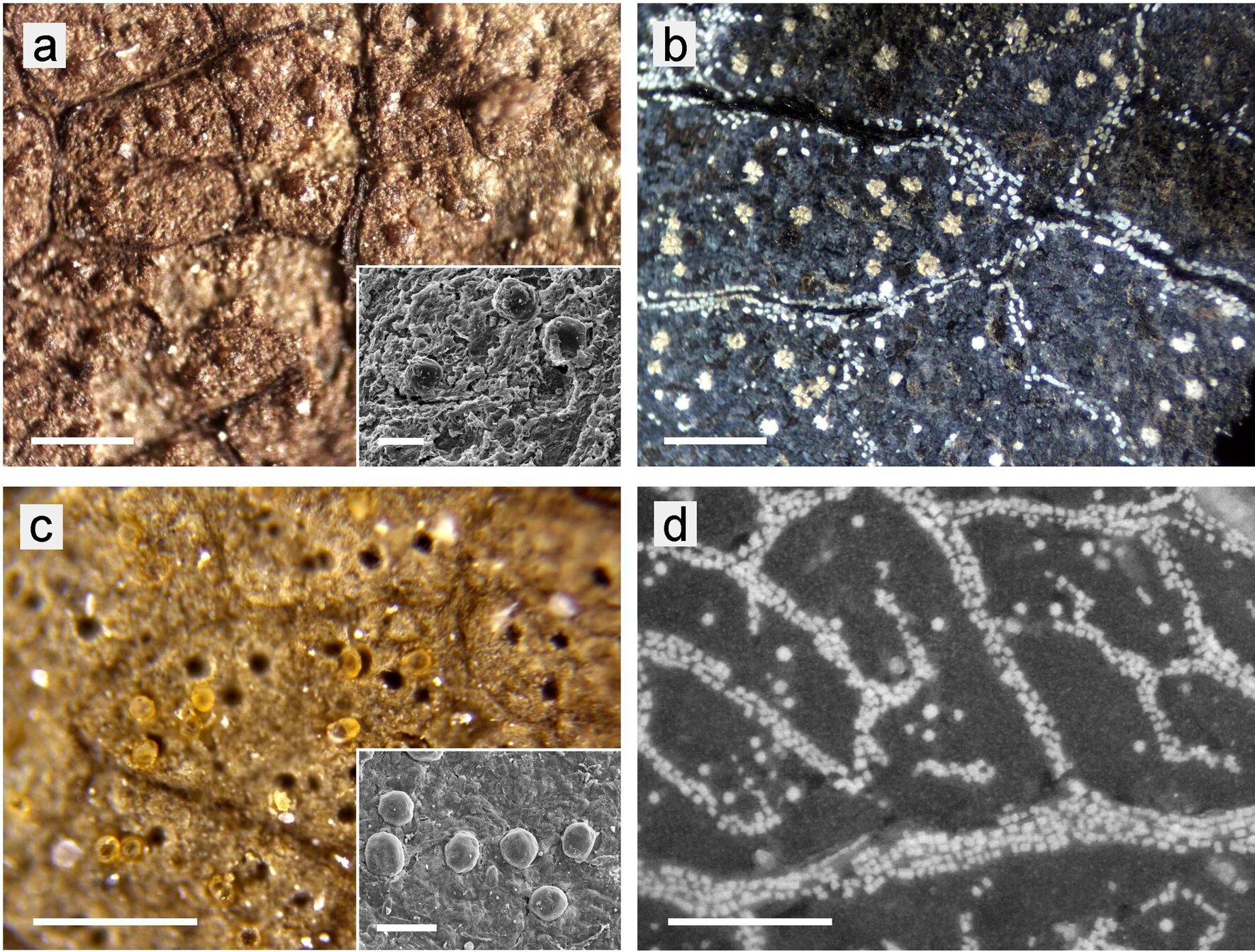 A new field of research: traces of crystals in fossil leaves