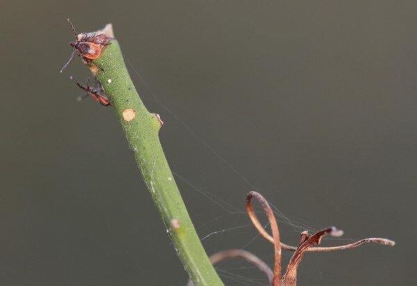 Hike?  Remember, it's deer tick season