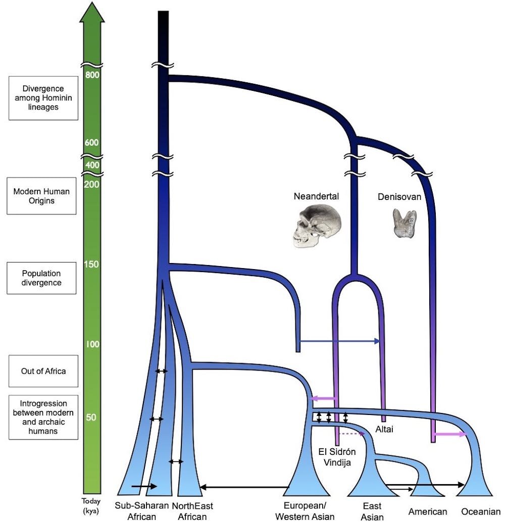 Our Homo sapiens ancestors shared the world with Neanderthals, Denisovans, and other types of people