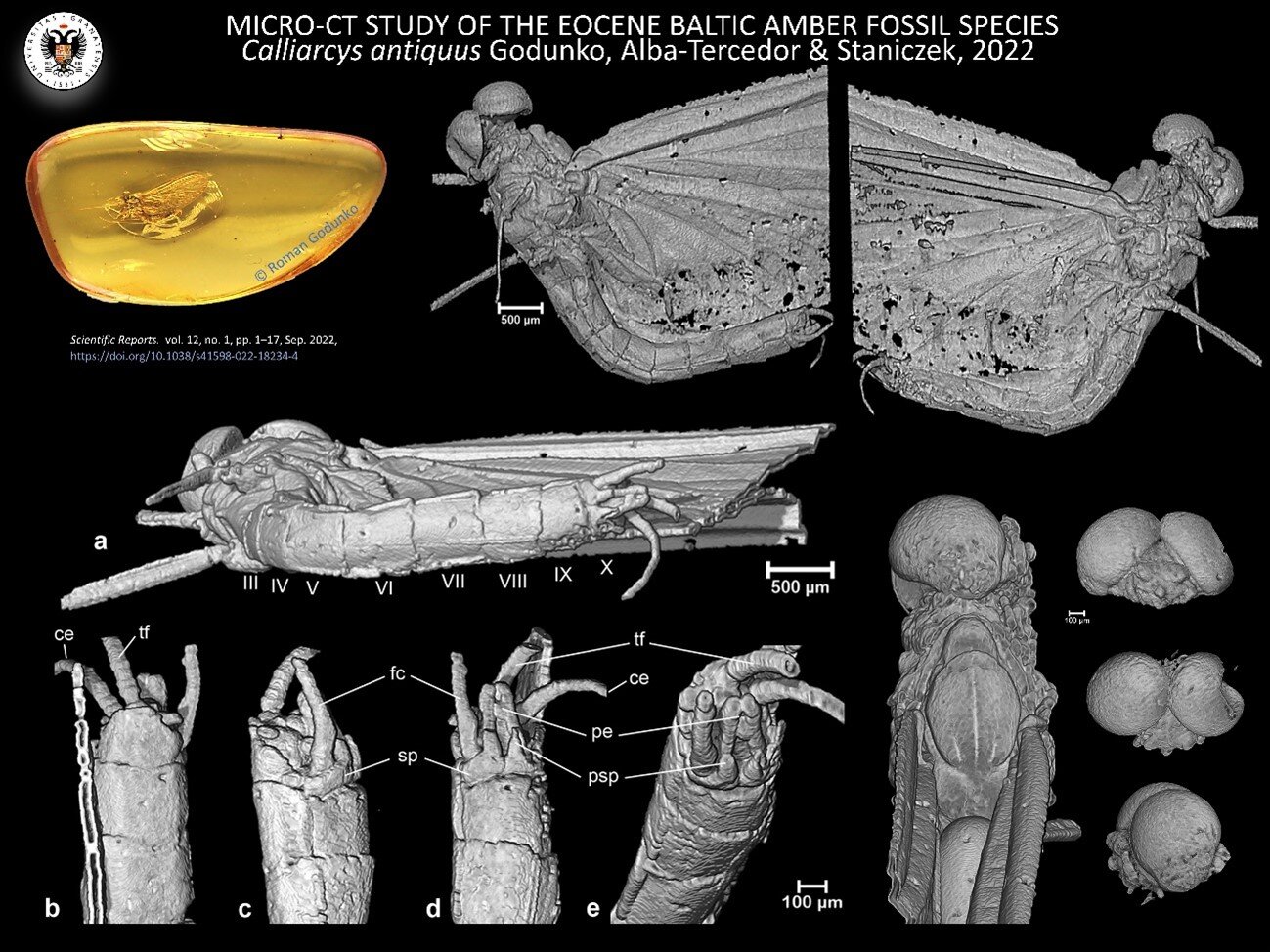 Discovery of an unknown genus of insects trapped in amber for over 35 million years