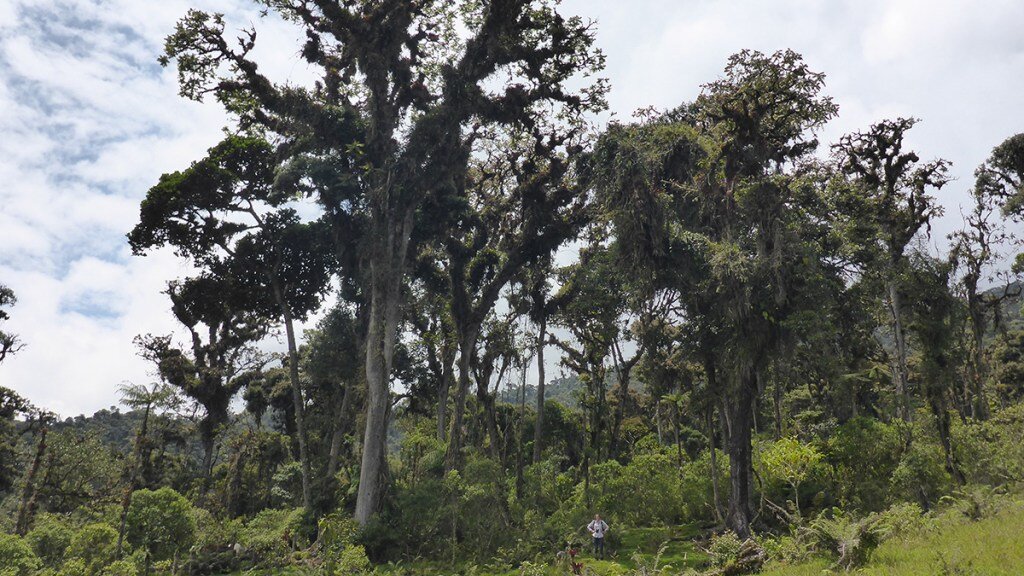 Tree rings of the Amazon Basin keep records of the region's rainfall