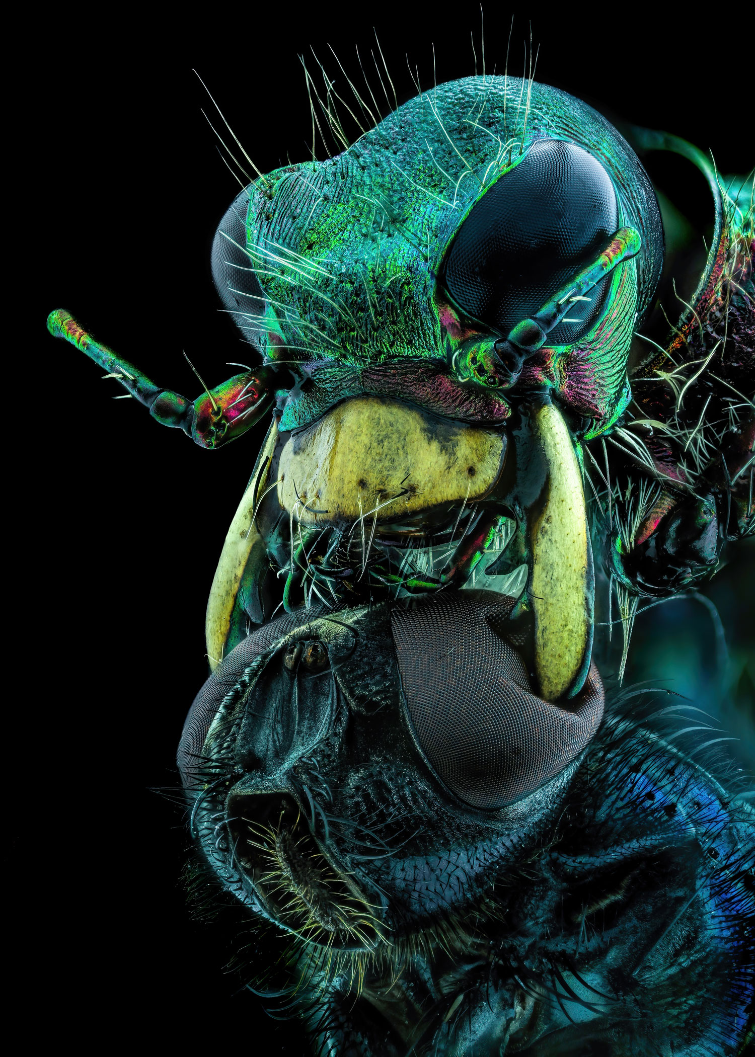 The face of a tiger beetle holding a fly under its chin.  The beetle is light green and yellow with huge black eyes