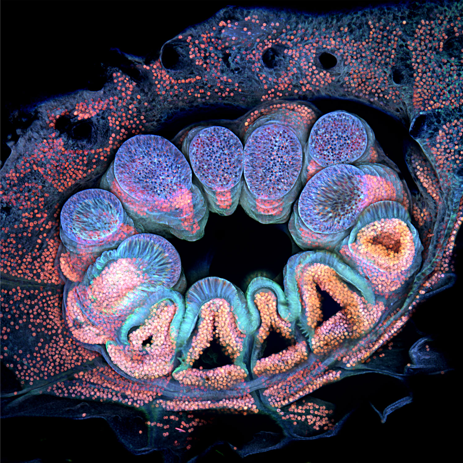 Blue-pink-purple fluorescent coral polyps resembling ring-shaped teeth or similar structures against a black background.