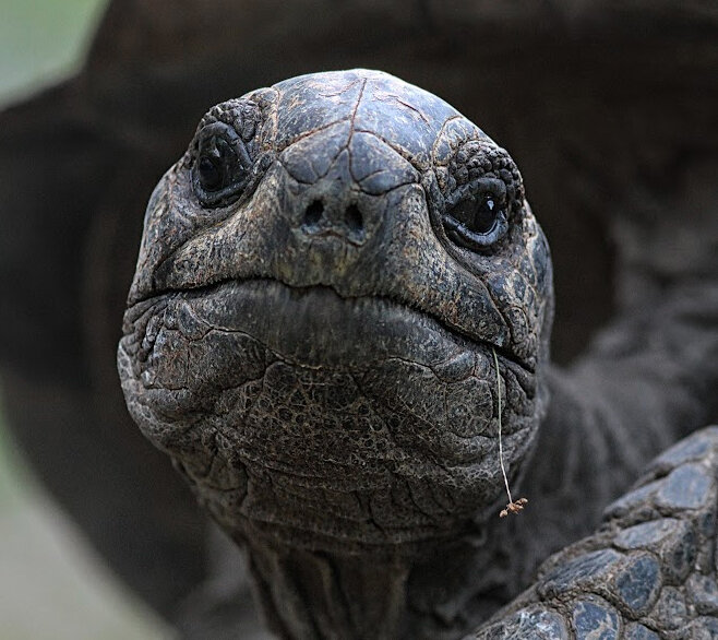 The chromosome-scale genome of a gentle giant provides insight into the genetic health of a threatened population