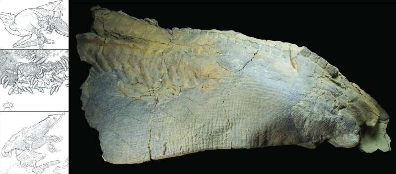 Dinosaur mummies may not be as uncommon as we think