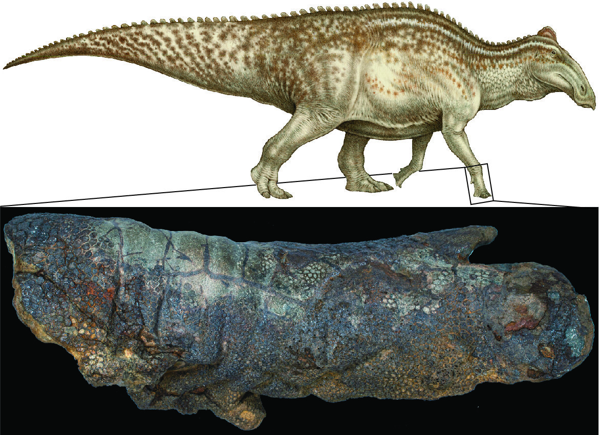 Dinosaur mummies may not be as uncommon as we think