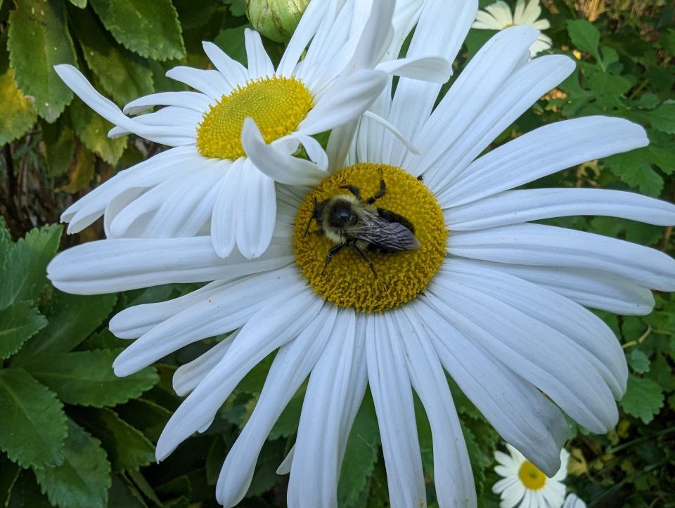 This macro photo of a bumblebee looks sharp, even the tiny hairs on the insect's back are visible.  (Image: Howley)