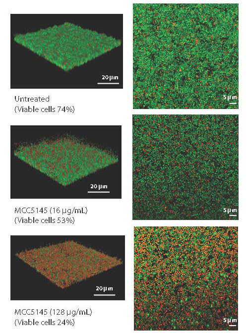 Experimental antibiotic torpedoes the protective mucus that makes resistant bacteria harder to fight