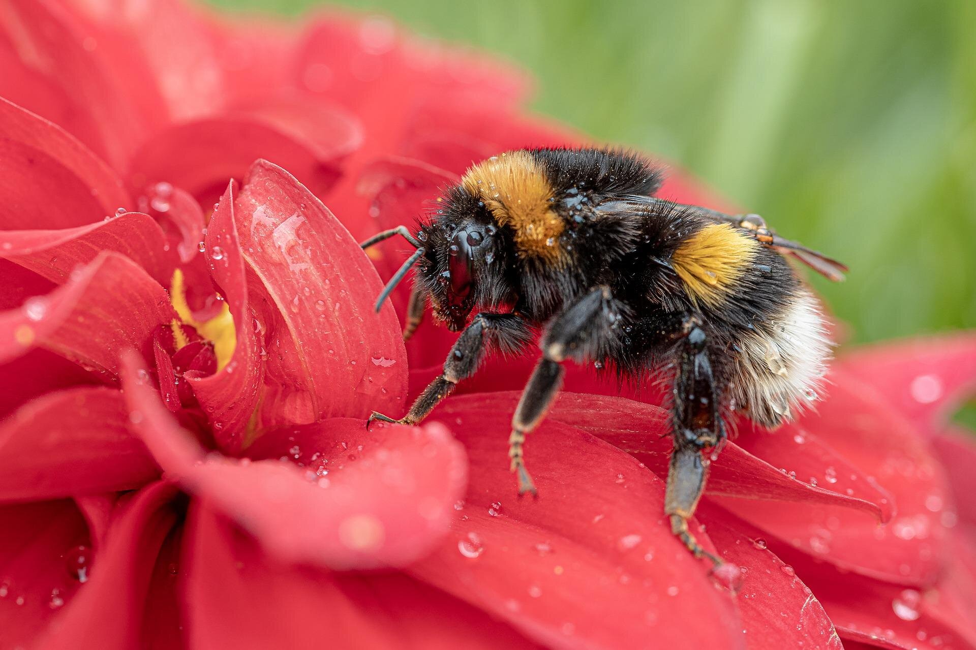 Popular herbicide weakens color vision in bumblebees