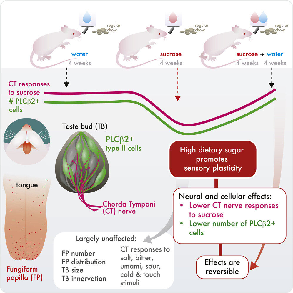 A high-sugar diet decreases the ability to sense sweetness in rats