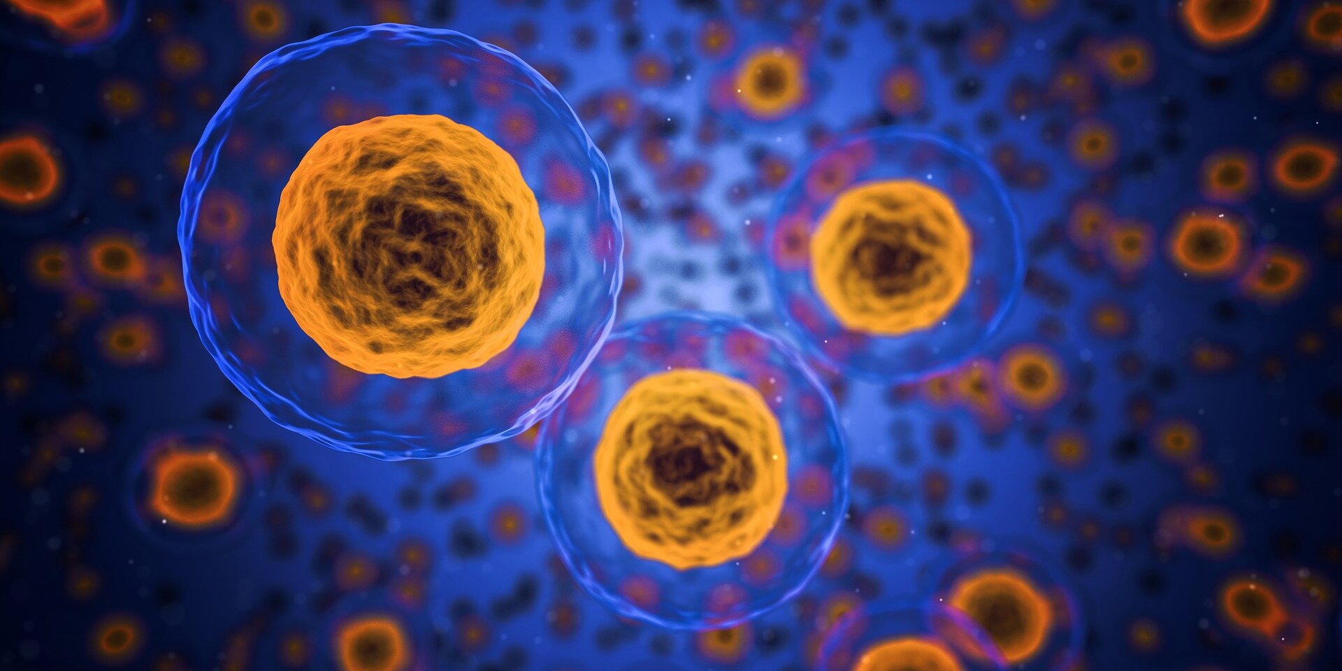 Mathematical model could bring us closer to effective stem cell therapies