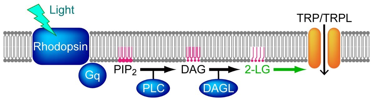 A lipid required for vision and identified in fruit flies