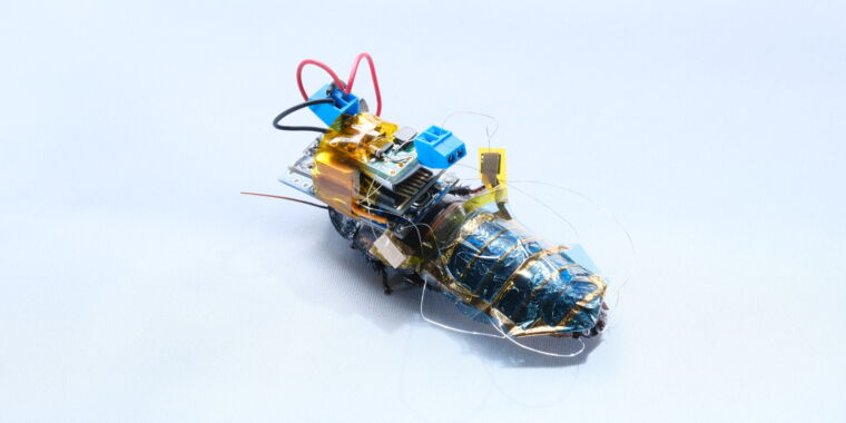 Researchers create cyborg cockroaches that carry their own energy packs