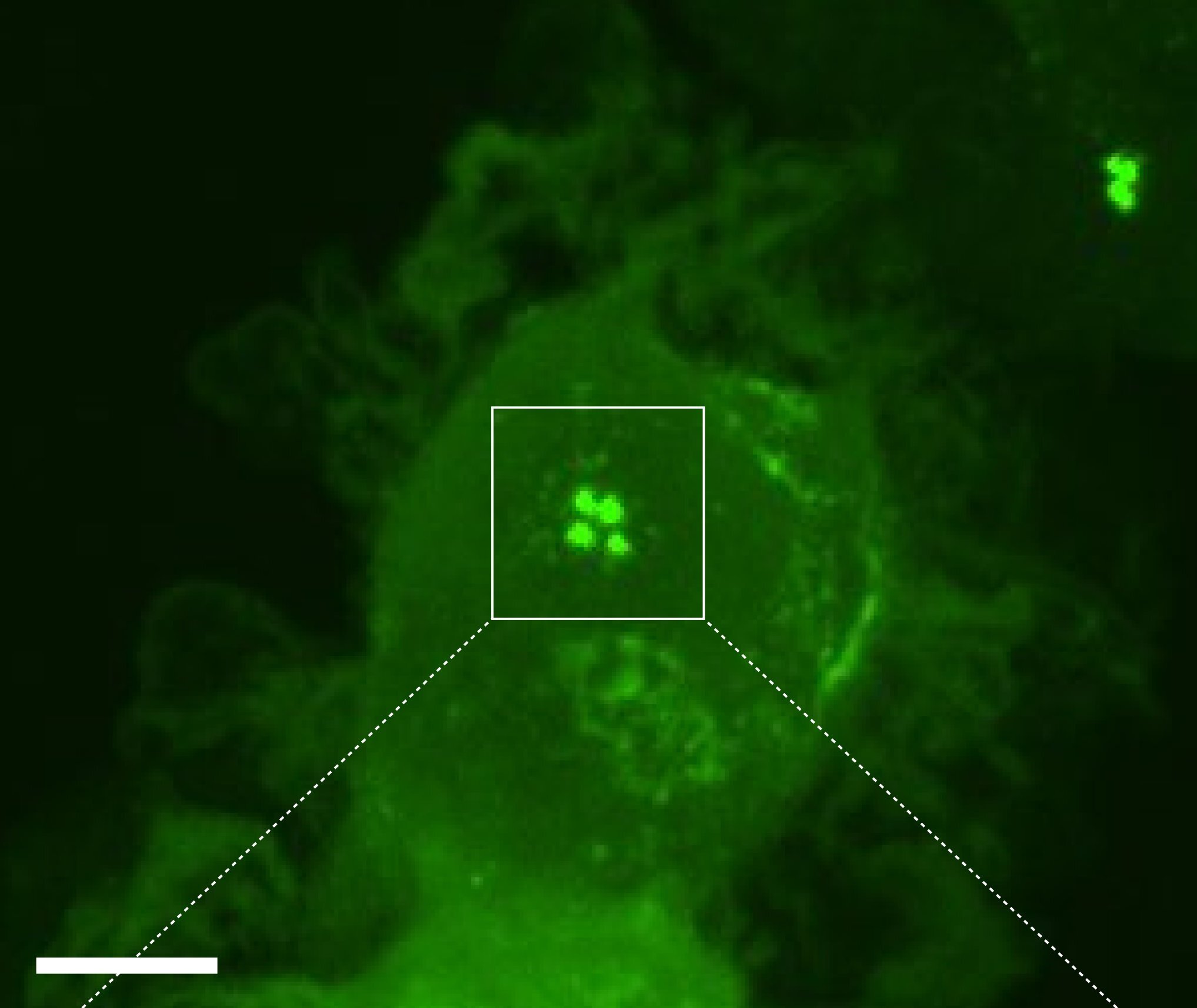 Newly discovered process revs up immune cells