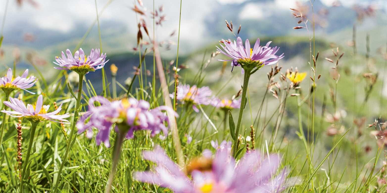 How alpine plants react to climate change