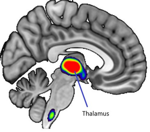 The dose of nicotine in a single cigarette blocks estrogen production in women's brains