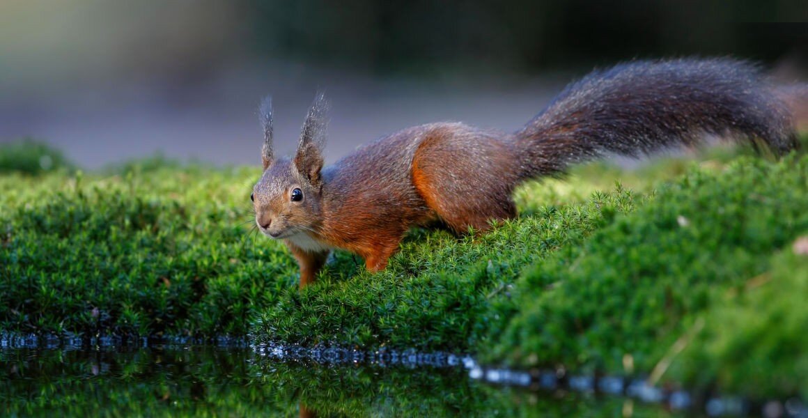 Feeding British red squirrels can alter their jaws