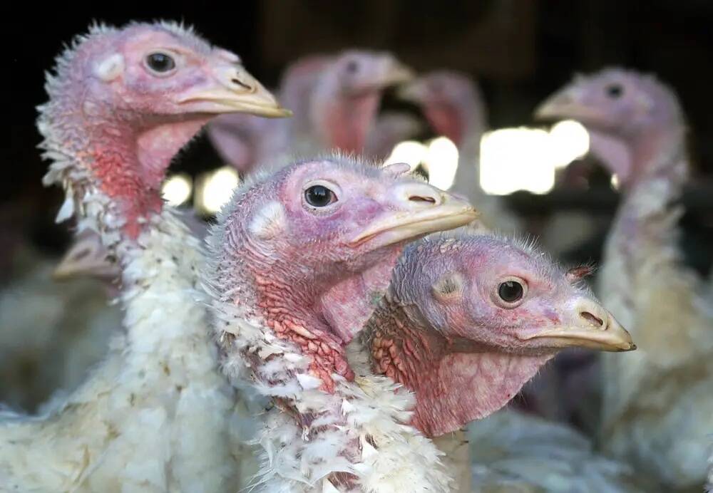 Bird flu devastates 17 farms in Manitoba