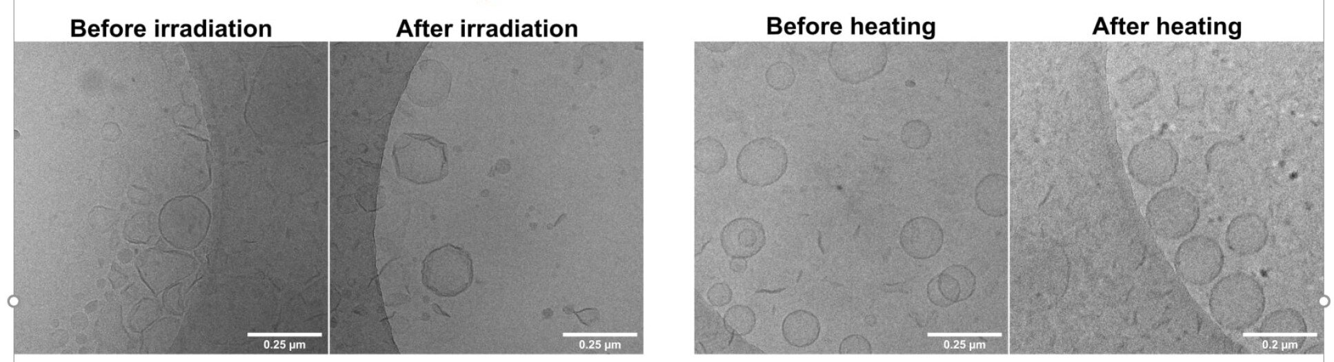 Cell machinery grown in the lab causes real cells to recognize and respond to external cues