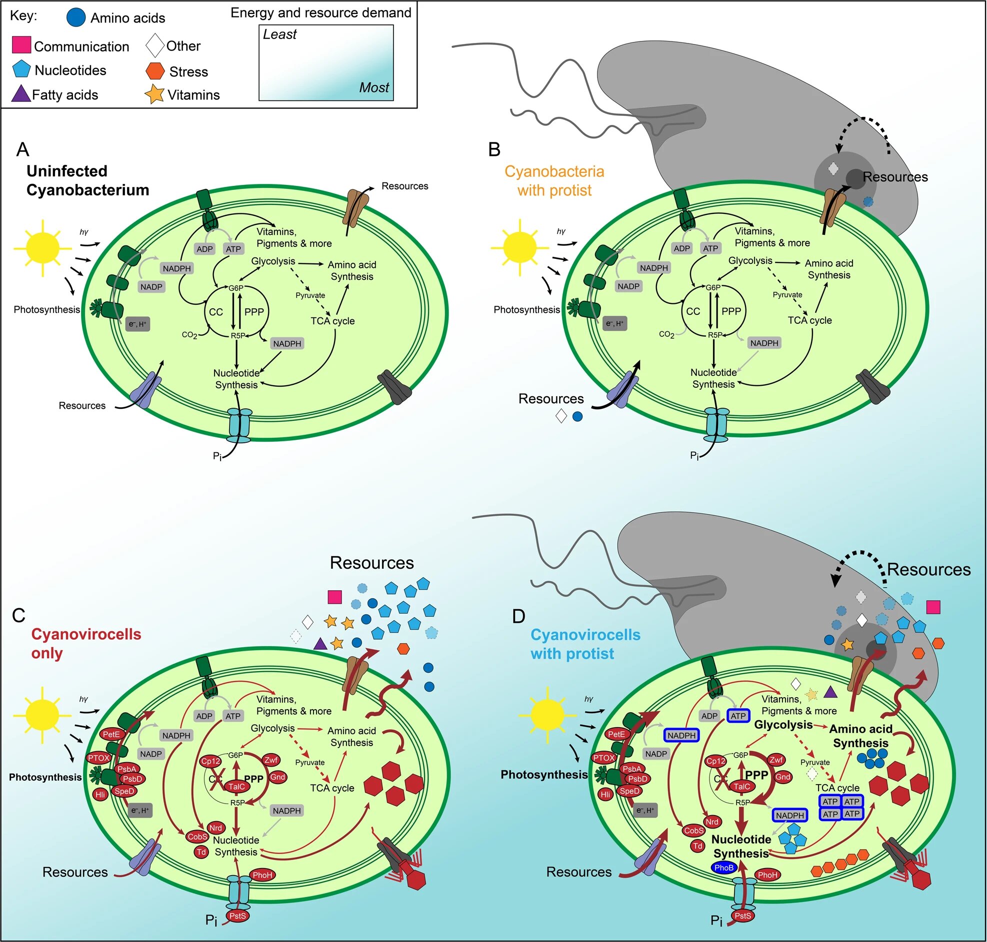 A two-fronted attack may force ocean bacteria to take up more carbon