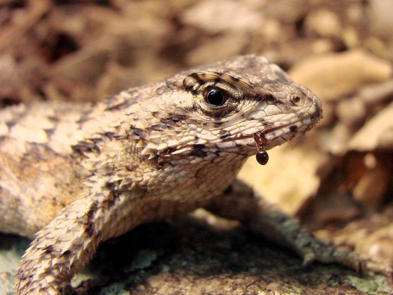 Eating fire ants could prepare lizards for future fire ant attacks