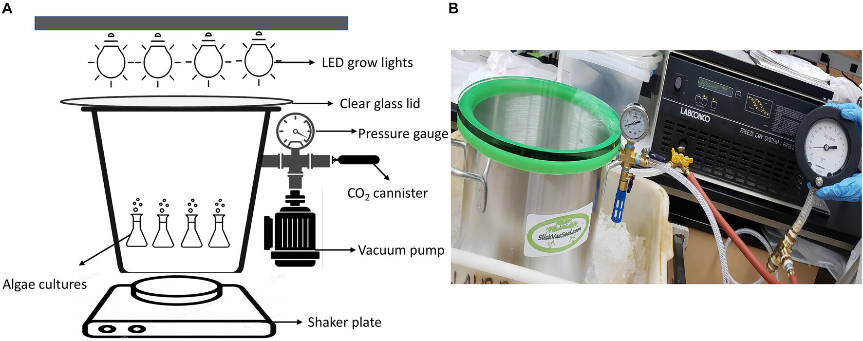 Algae could help enable human exploration of Mars