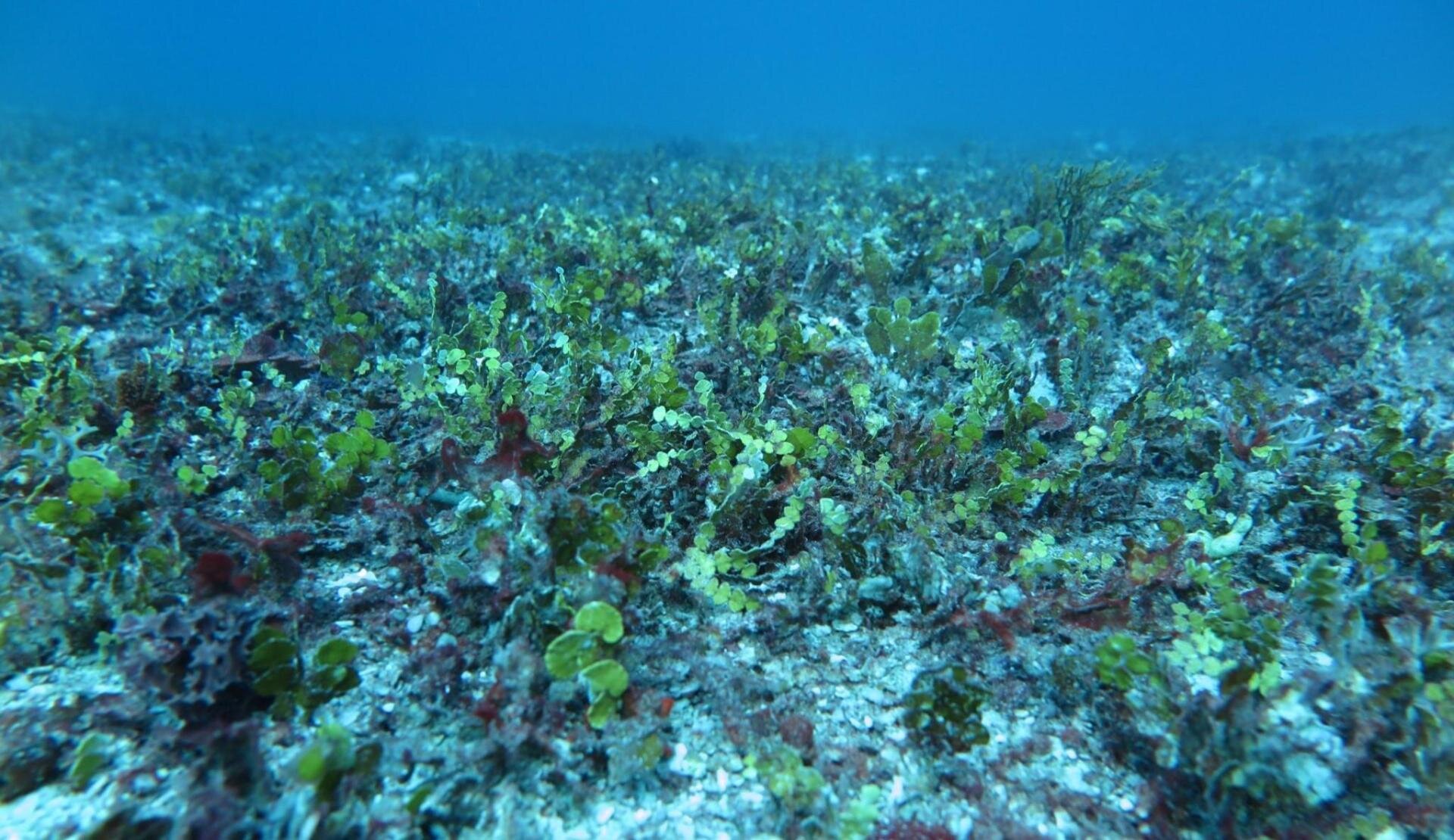 Halimeda Bioherms: One of the least explored parts of the Great Barrier Reef