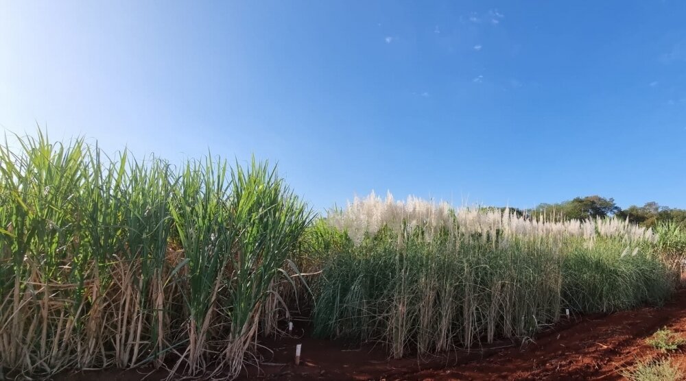 Artificial intelligence helps predict the performance of sugar cane in the field