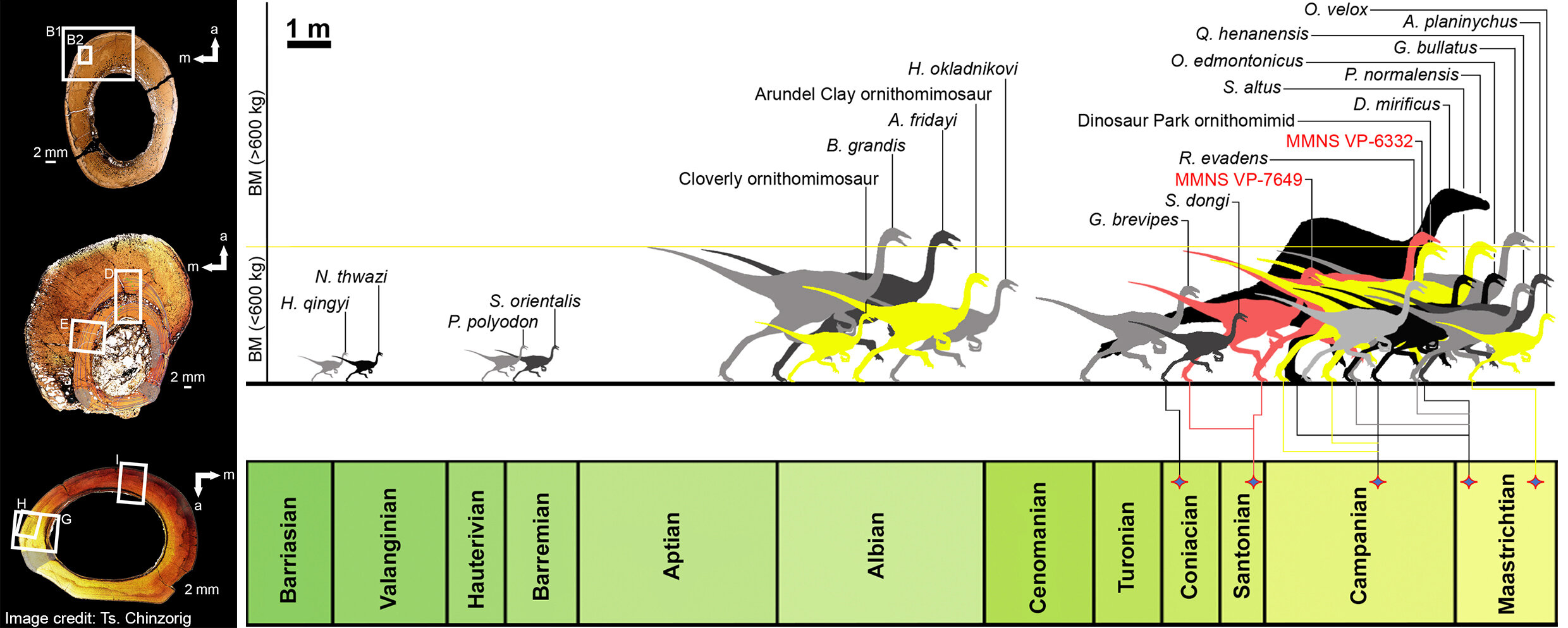 At more than 800 kg, ostrich-like dinosaurs found in Mississippi are among the largest ornithomimosaurs in the world