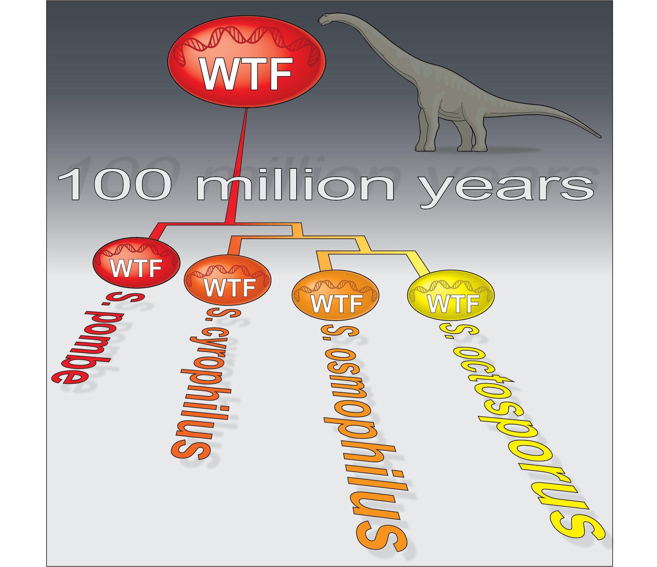 Discovery of 119-million-year-old selfish genes in yeast shows how parasitic DNA affects genome evolution