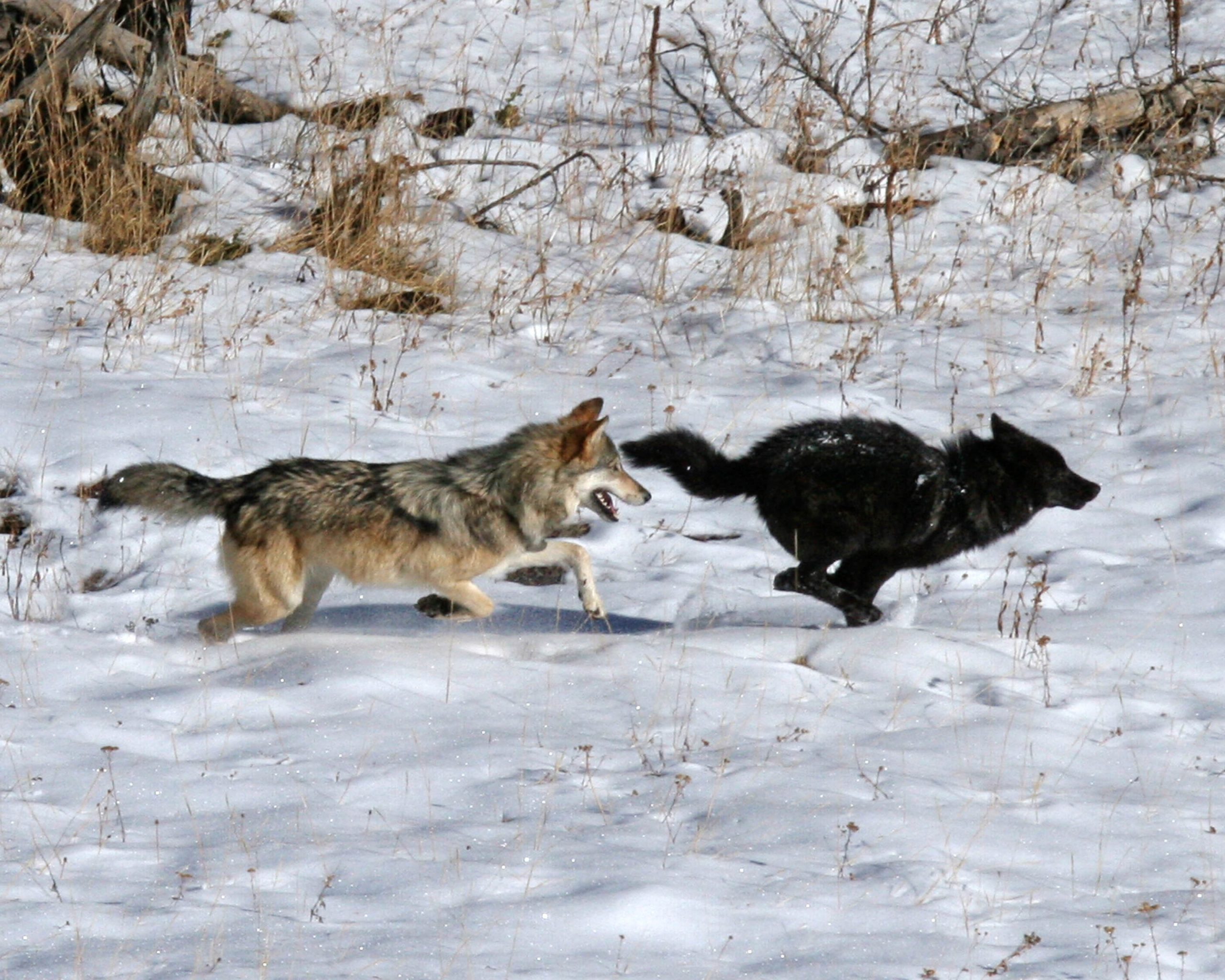 Sickly Grays: Outbreaks of disease are affecting the color of wolves across North America