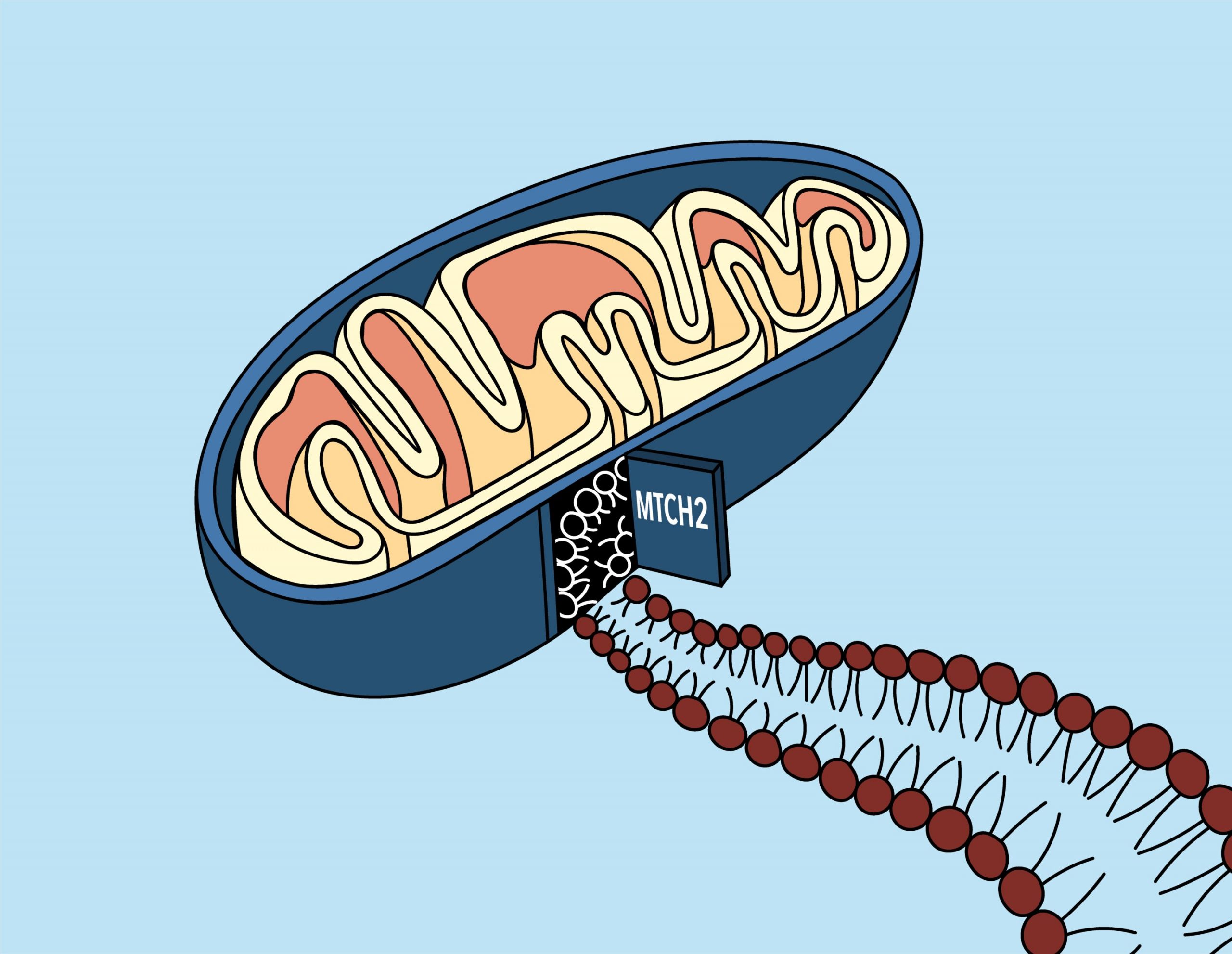 A "door" into the mitochondrial membrane