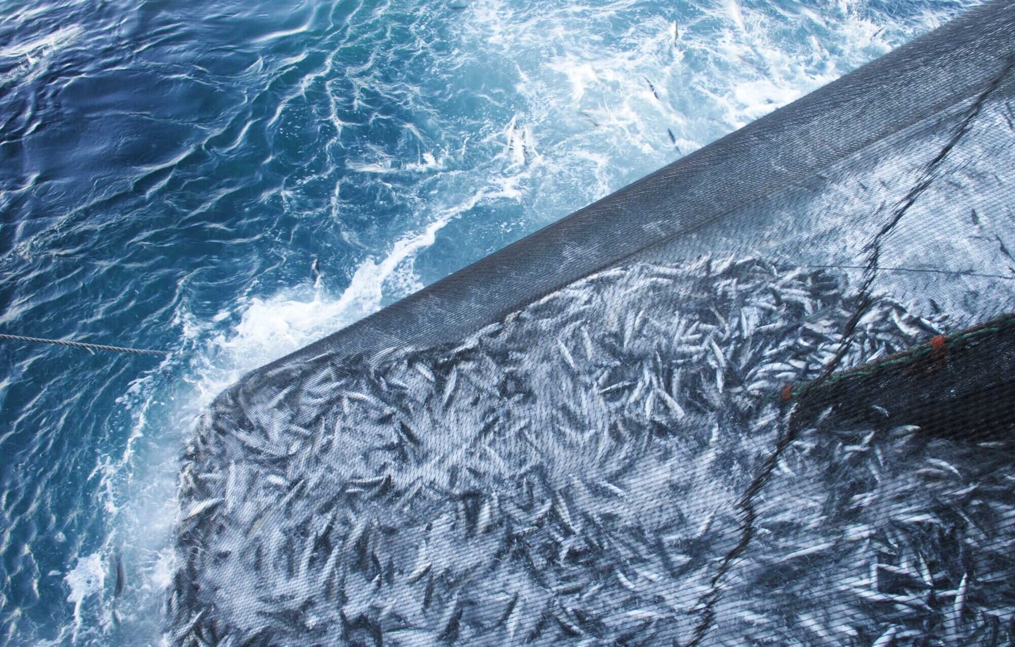 Crowd-induced stress gives mackerel the blues