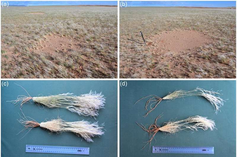 Secrets of Namibia's fairy circles demystified: Plants organize themselves