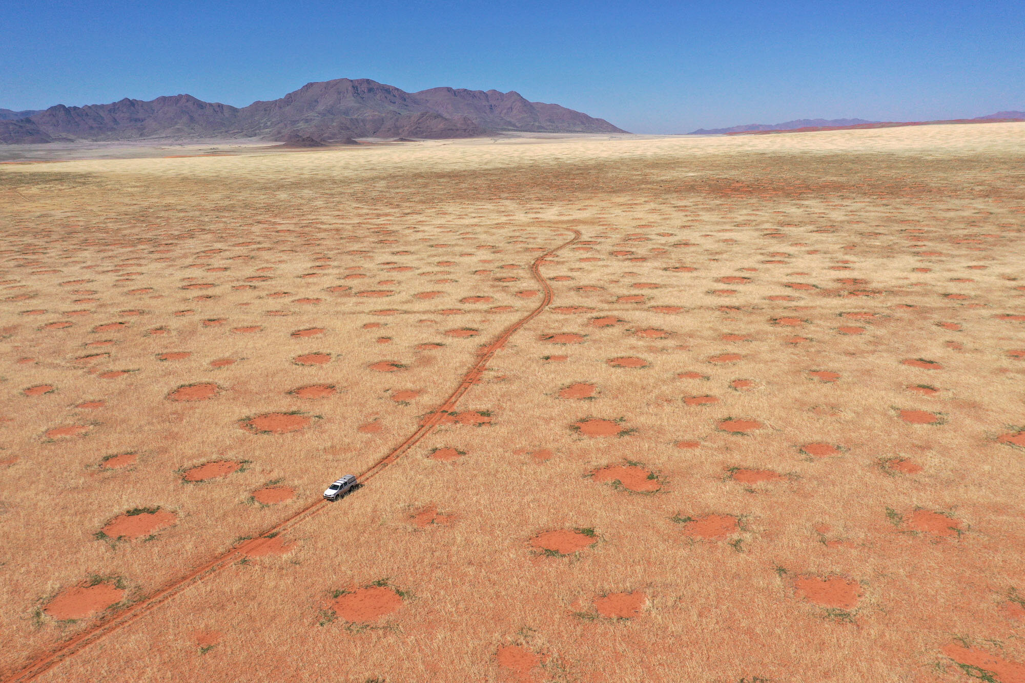 Secrets of Namibia's fairy circles demystified: Plants organize themselves