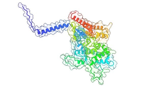 How proteins in yeast communicate to find mates