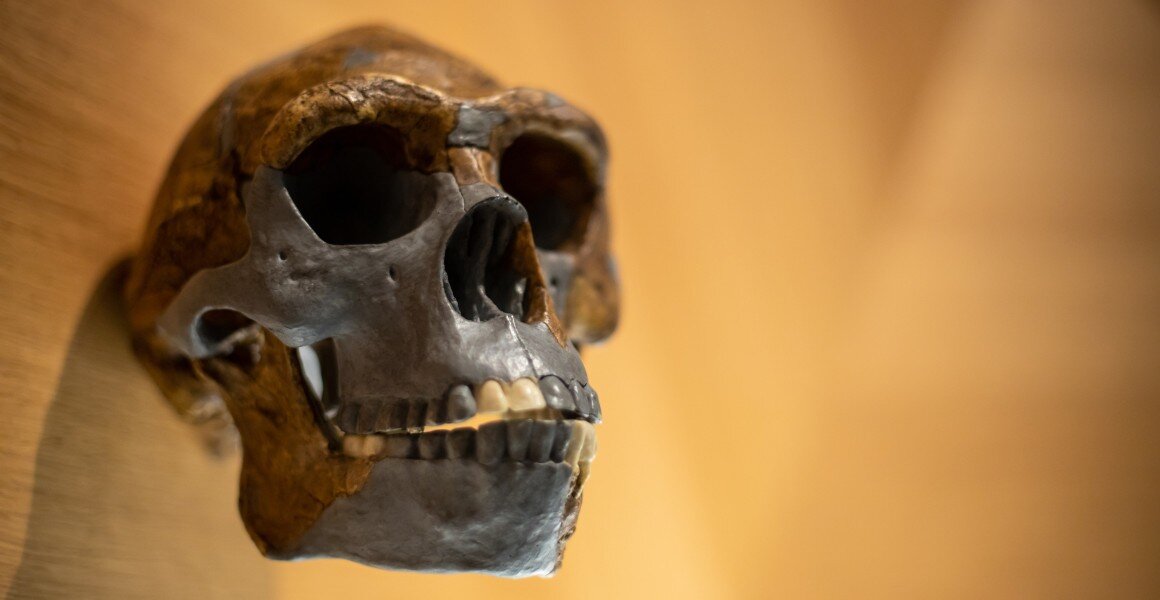 Sinuses offer a new way to study the evolution of ancient humans